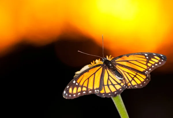 Papillon Vireroy coloré reposant sur une fleur — Photo