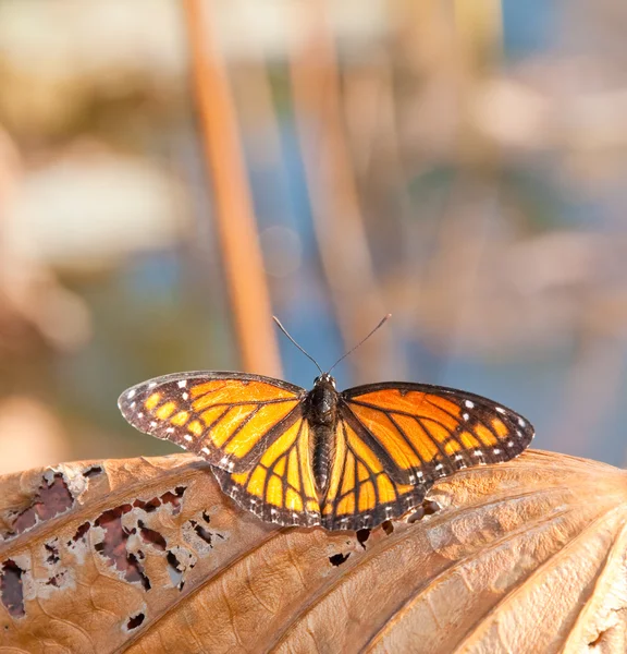 Virrey mariposa descansando sobre una hoja de Waterlily muerta y seca — Foto de Stock
