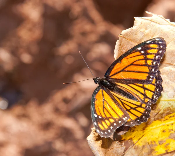 Brillant papillon vice-roi se reposant à la fin de l'automne soleil — Photo