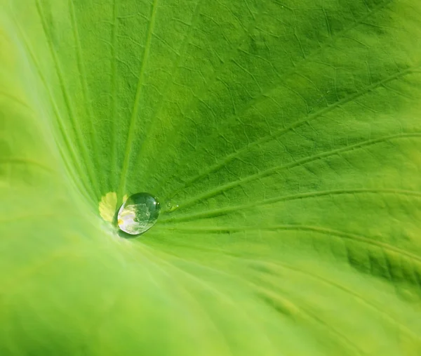 Water lily blad met een waterdruppel in zon — Stockfoto