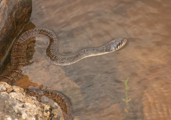 물에서 먹이 기다리는 물 뱀 — 스톡 사진