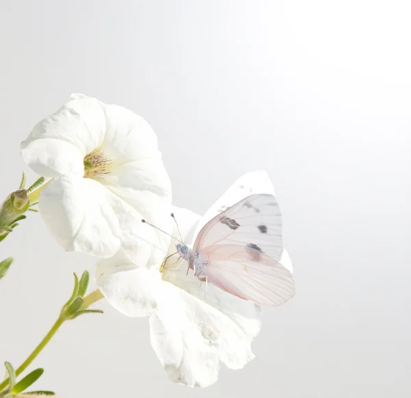 Bílé květy Petunie s pestrou bílý motýl — Stock fotografie