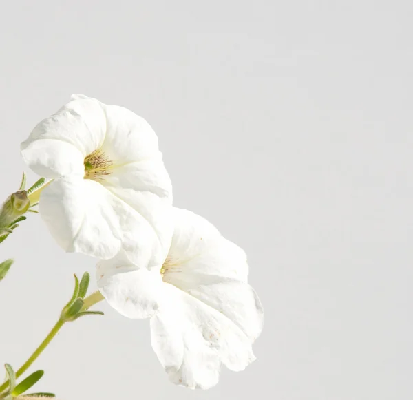Flores brancas Petúnia contra fundo branco silenciado — Fotografia de Stock