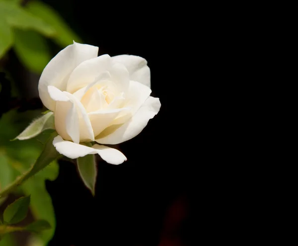 Pequeña flor de rosa delicada apenas comenzando a abrirse contra el fondo oscuro — Foto de Stock