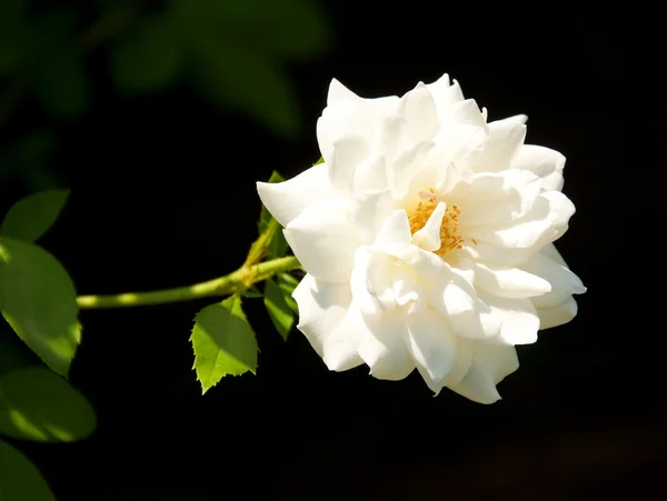 Rosa branca delicada contra o chão escuro — Fotografia de Stock