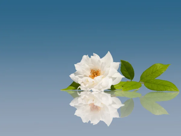 Delicate white rose on light blue background with reflection — Stock Photo, Image