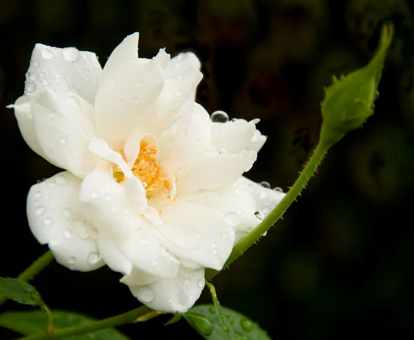 Rosa branca delicada após chuva forte com gotas de chuva — Fotografia de Stock