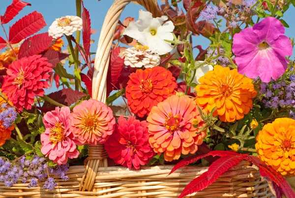 Όμορφη πολύχρωμα λουλούδια φθινοπώρου σε ένα ψάθινο καλάθι στο φως του ήλιου — Φωτογραφία Αρχείου