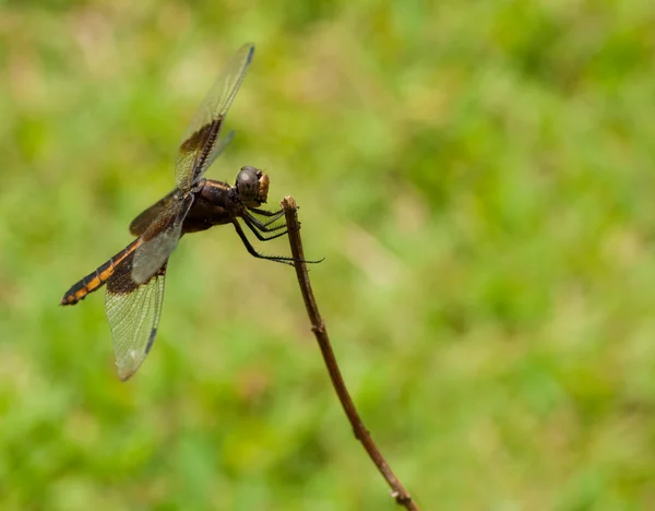 Widow dragonfly perched on a twig against green — Stock Photo, Image