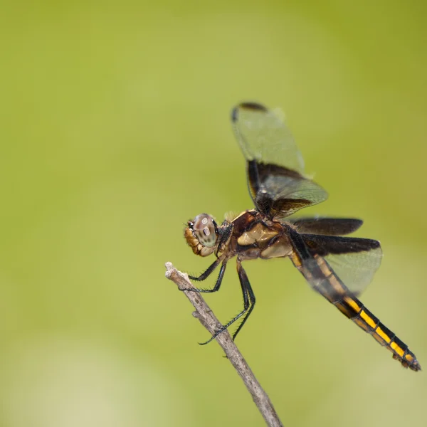 Weduwe dragonfly rusten op een takje — Stockfoto