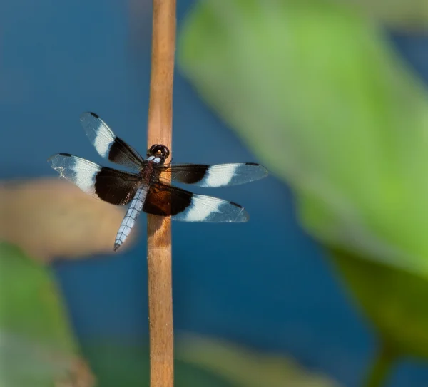 Viúva skimmer libélula em um talo de lírio — Fotografia de Stock