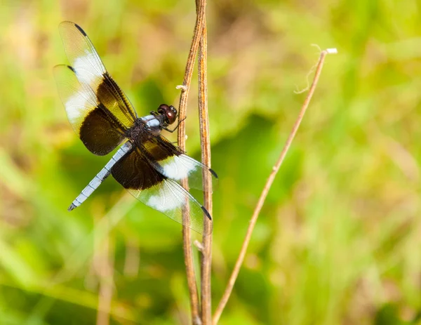 Viúva skimmer libélula em um talo de flor seca — Fotografia de Stock