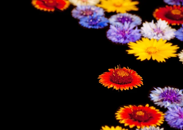 Imagen de fondo abstracta de flores de colores flotando en el agua —  Fotos de Stock