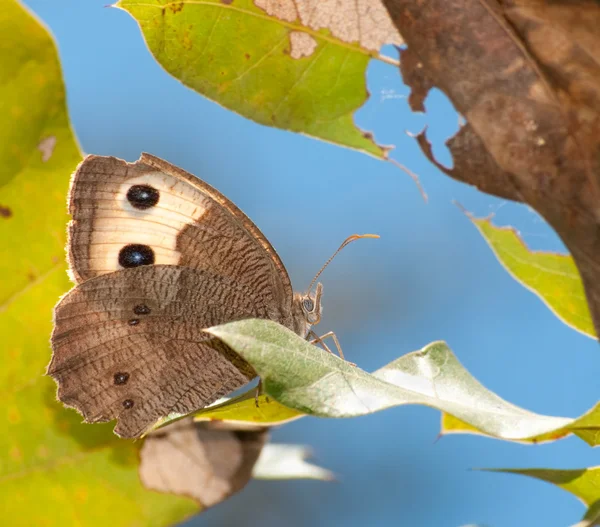 Hermosa ninfa de madera mariposa — Foto de Stock