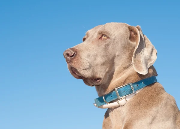 Красивая Веймаранерская собака против ясного голубого неба — стоковое фото