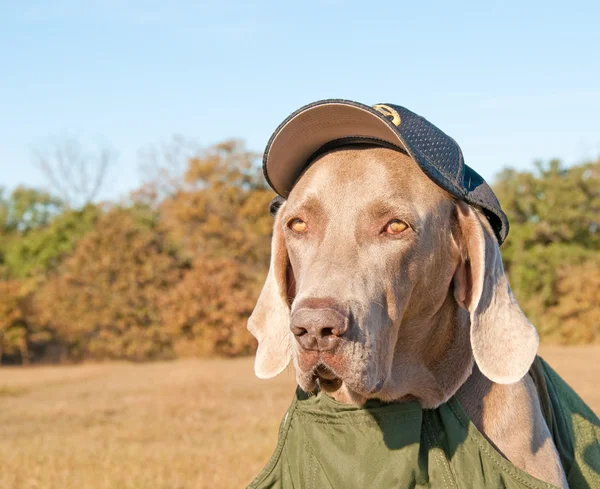Komiczny wizerunek psa Wyżeł weimarski czapce szeryfa — Zdjęcie stockowe