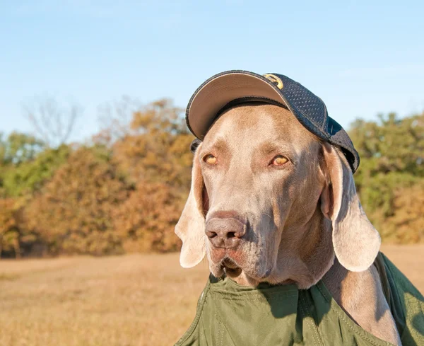 Imagen cómica de un perro Weimaraner con gorra de sheriff — Foto de Stock