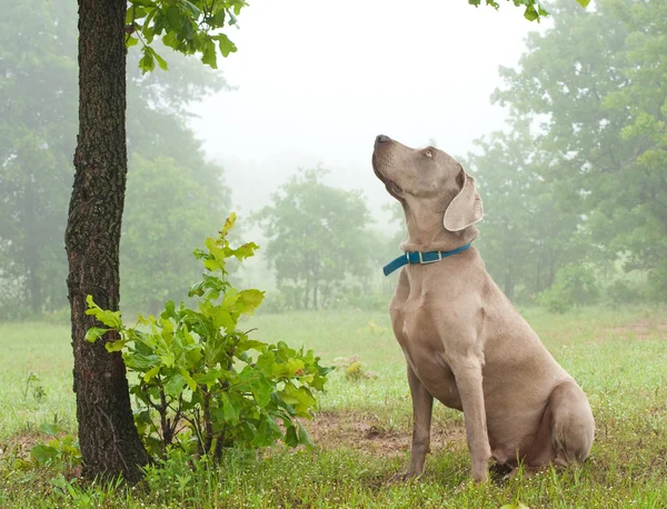 Веймаранерская собака сидит, внимательно наблюдая за чем-то на дереве — стоковое фото