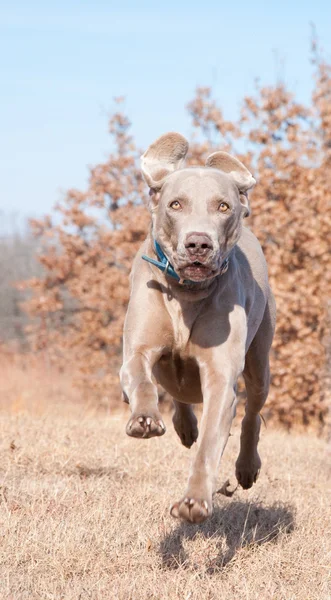 Výmarský ohař pes běží plnou rychlostí směrem k fotoaparátu — Stock fotografie