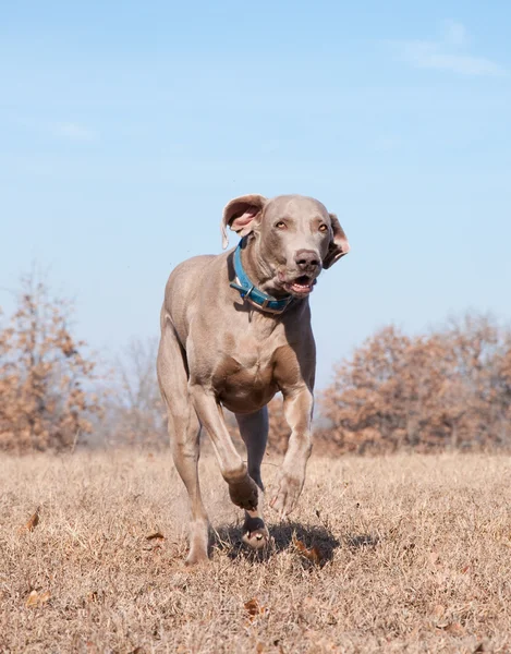 Собака Weimaraner біжить на повній швидкості — стокове фото