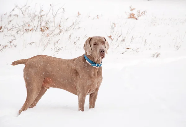 Knappe Weimarse staande hond hond in zware sneeuw vallen — Stockfoto