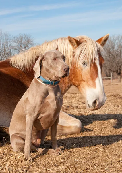 Výmarský ohař pes sedí u jeho odpočinku přítel, belgického tažného koně — Stock fotografie