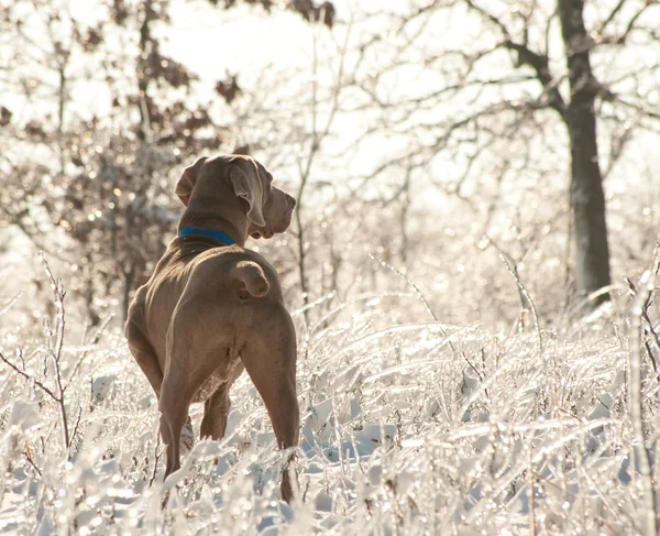 Wyżeł weimarski psa w lodowych, błyszczące świata po Burza lodowa — Zdjęcie stockowe
