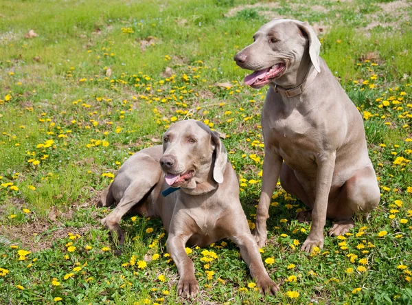 Twee mooie Weimarse staande hond honden — Stockfoto
