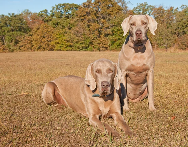 Δύο όμορφα σκυλιά weimaraner — Φωτογραφία Αρχείου