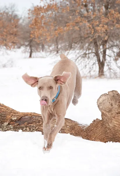 Weimaraner dog jumping over a log — Stock Photo, Image