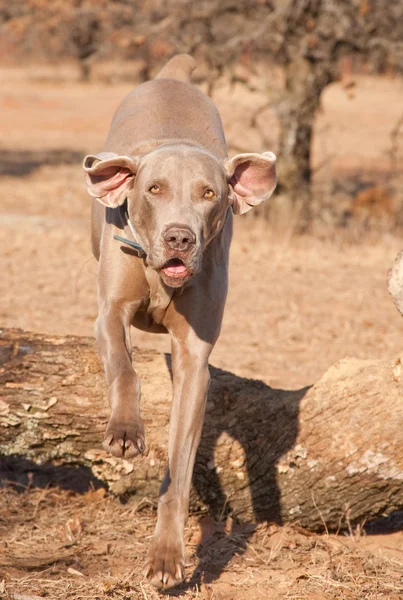 Weimaraner dog jumping over a downed tree — Stock Photo, Image