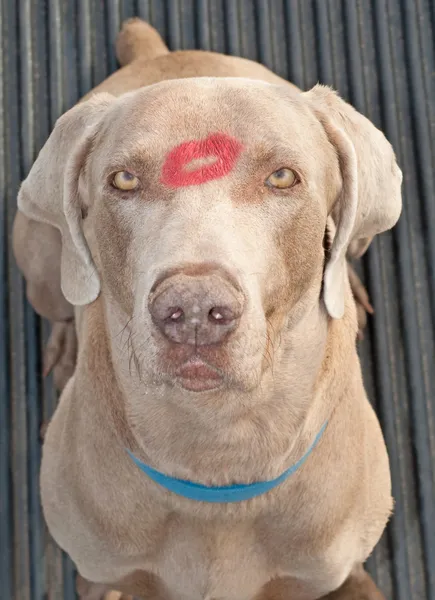 Komisk bild av en vacker weimarager hund med ett läppstift kyss — Stockfoto