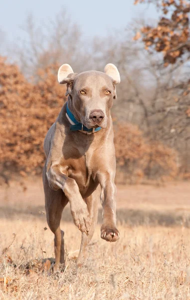 Confident Weimaraner dog leaping towards the viewer — Stock Photo, Image