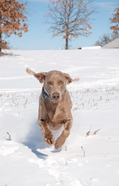 Weimarse staande hond uitgevoerd in sneeuw richting de viewer — Stockfoto