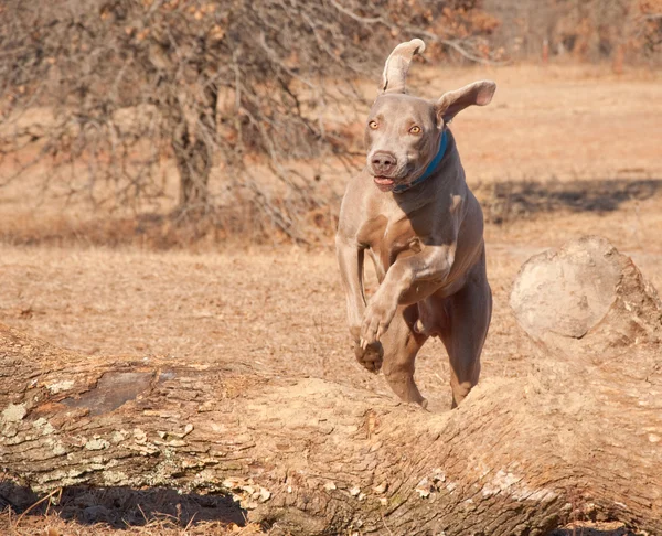 Weimaraner dog leaping over a big log — Stock Photo, Image