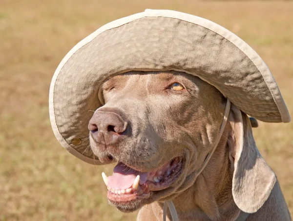 Imagem humorística de um cão Weimaraner vestindo um ha — Fotografia de Stock