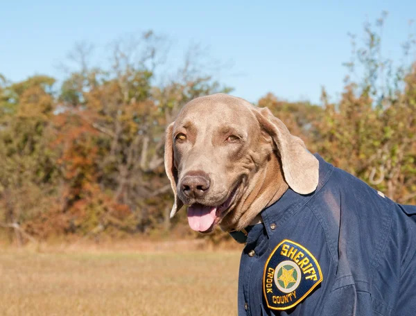 Funny image of a dog wearing a uniform — Stock Photo, Image