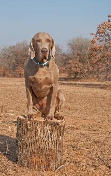 Imagem cômica de um grande cão Weimaraner sentado em cima de um tronco — Fotografia de Stock