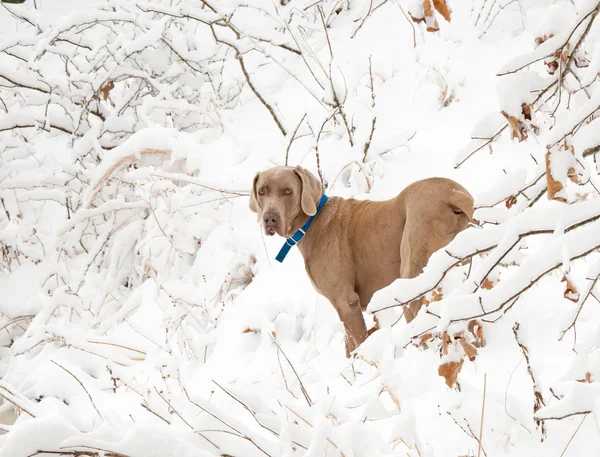Výmarský ohař pes v hlubokém sněhu v zimě — Stock fotografie