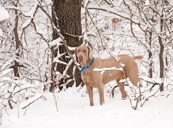 Weimaraner chien dans la neige profonde — Photo