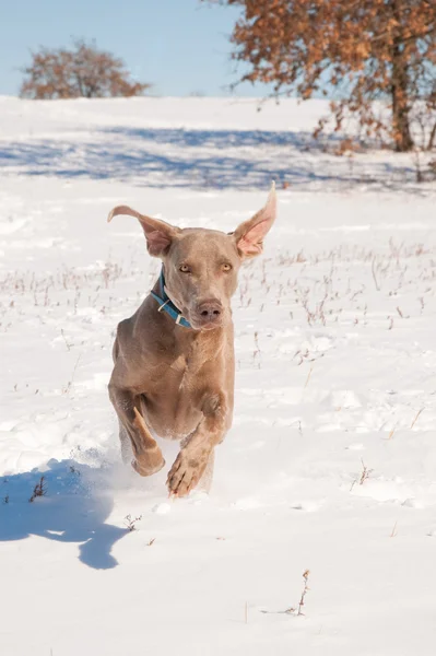 Weimaraner hund körs i djup snö mot betraktaren — Stockfoto