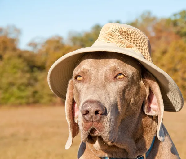 여름 모자를 쓰고 weimaraner 개 웃 긴 이미지 — 스톡 사진