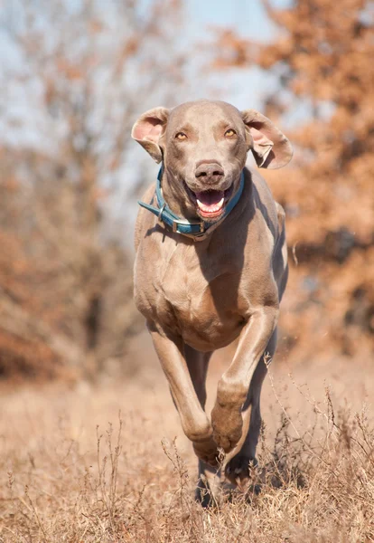 Výmarský ohař pes běží na suché travnaté hřiště směrem k divákovi — Stock fotografie