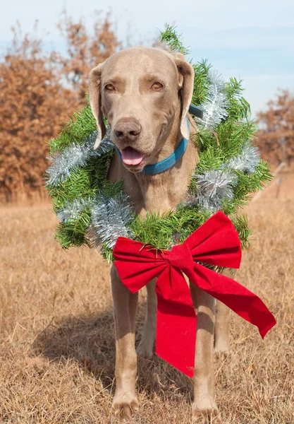 Mooie Weimarse staande hond hond het dragen van een kroon van Kerstmis met een rode strik — Stockfoto