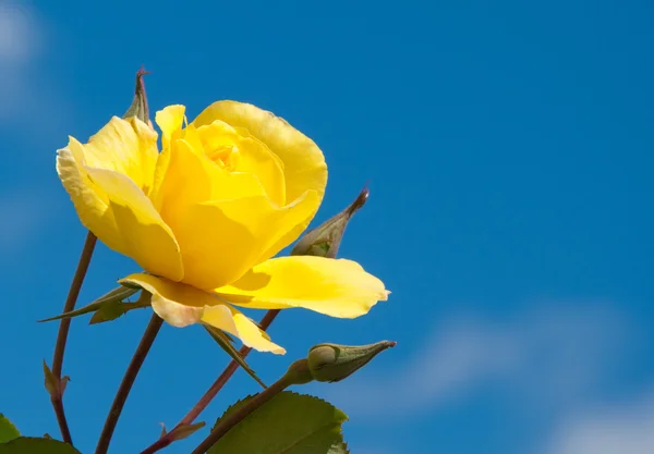 Rosa amarela brilhante contra o céu azul profundo — Fotografia de Stock