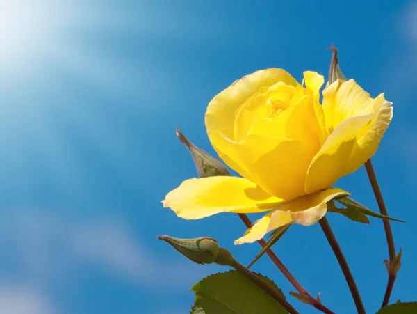Brilliant yellow rose against deep blue sky with rays of sun — Stock Photo, Image
