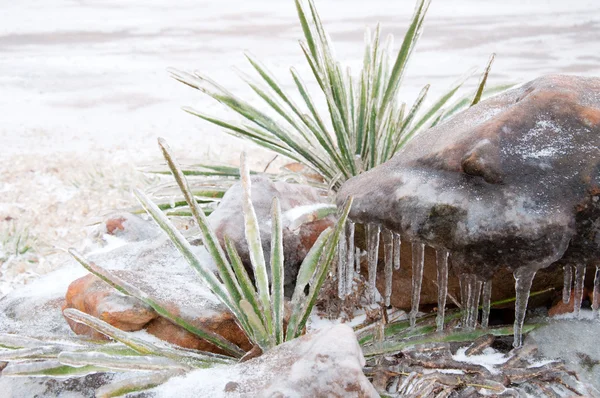 Plains Yucca, Yucca glauca, covered in thick layer of ice — Stock Photo, Image