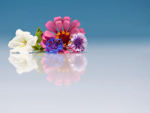 Colorful flowers with reflection — Stock Photo, Image