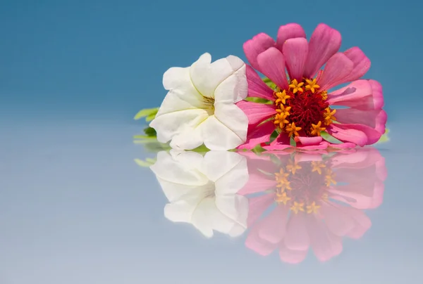 Petunia blanca y flor de zinnia rosa con reflejo contra el cielo azul —  Fotos de Stock