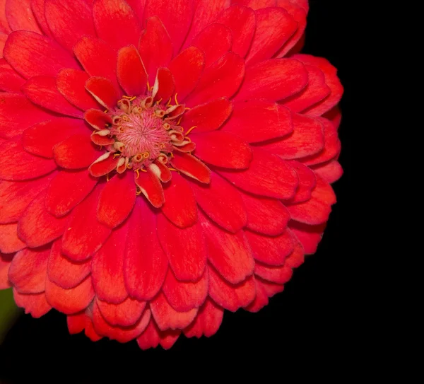 Primer plano de una vibrante flor roja de Zinnia —  Fotos de Stock
